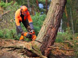 Leaf Removal in Adams, WI